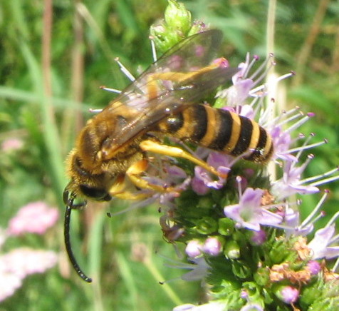 Halictus scabiosae M. (Apidae Halictinae)